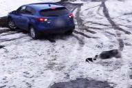 Суперпес: собака спасла из-под колес автомобиля своего друга