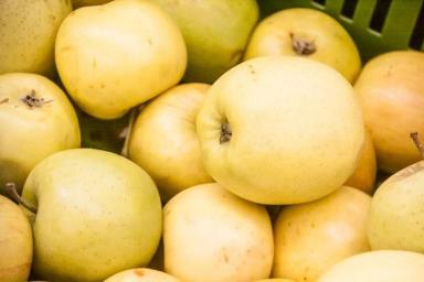 В России уничтожили более 150 тонн яблок из Беларуси