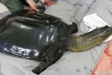 В Китае умерла редчайшая в мире черепаха