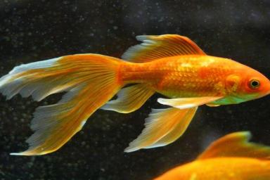 В Великобритании в 44 года умерла самая старая золотая рыбка
