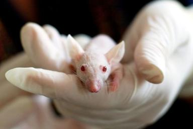 Ученые нашли способ, как спасти животных от тестов на токсичность
