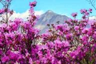 Ученые изобрели лекарство от аллергии, которому нет равных