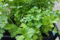 Беларусь оставила Россию без зелени