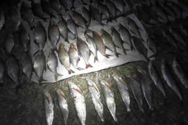 В пойме Припяти сетевики поймали 70 кг нерестящейся рыбы и «попали» на крупный штраф