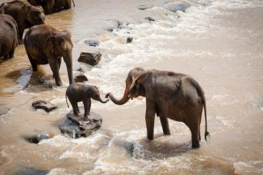 Ученые разгадали, почему индийские слоны не вымерли
