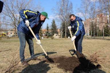 По шесть на чиновника: как в Беларуси будут высаживать деревья
