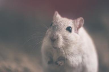 Ученые рассказали, что крысы могут чувствовать туберкулез