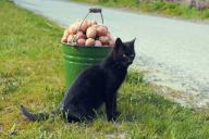 Картофель: правила посадки