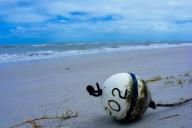 Ученые рассказали о страшных последствиях разлива нефти в 2010 году