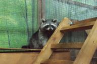 Ученые считают контактные зоопарки опасными