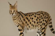 Саванна: самая дорогая порода кошек в мире