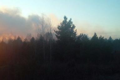 Под Гродно бушует лесной пожар: работают более 100 спасателей