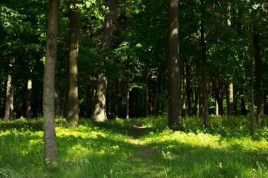 Минлесхоз хочет ввести запрет на посещение лесов по всей Беларуси