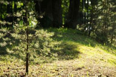 Запрет на посещение лесов введен в Витебской области