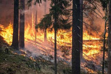 Почти по всей Беларуси введен запрет на посещение лесов. Лесхозы переводят на круглосуточный режим