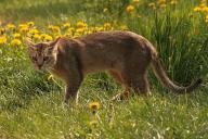 Топ самых опасных кошек в мире