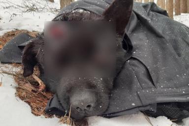 Найден живодёр, жестоко избивший собаку в Ружанах