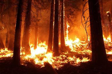 Из-за пожаров во всех районах Гомельской области вводится запрет на посещение лесов