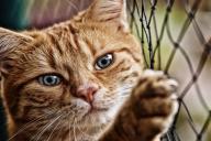 В интернете собирают деньги на первые похороны кота в космосе