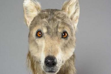Исследователи создали реконструкцию, которая показывает, как выглядели собаки 4 500 лет назад