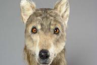 Исследователи создали реконструкцию, которая показывает, как выглядели собаки 4 500 лет назад