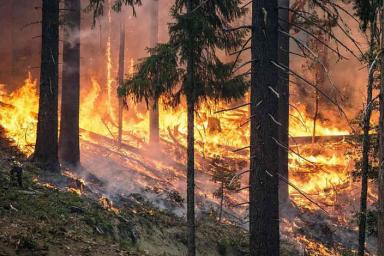 Правительство Беларуси приняло дополнительные меры по обеспечению пожарной безопасности