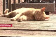 В Мирском замке приняли на работу двух котов