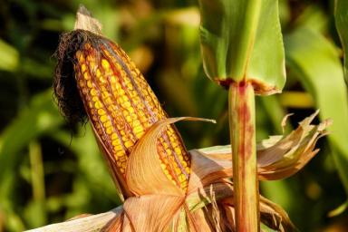 Кукуруза: правильный посев и советы по уходу