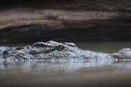 Голодный крокодил убил пастуха