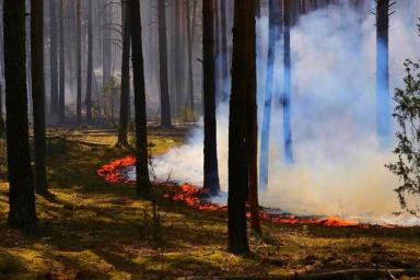 Из-за крупного лесного пожара под Гродно возбудили уголовное дело