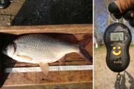 Рыбаки поймали аномально большую воблу