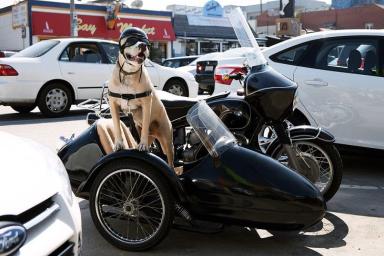По США разъезжает пес-мотоциклист