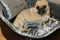 С первого взгляда влюбилась: Девушка потратила на собаку больше $10 тыс. за два года