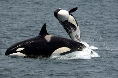 Страшные кадры: Косатки атаковали самку кита и её детёныша. Мать изо всех сил пыталась его спасти 