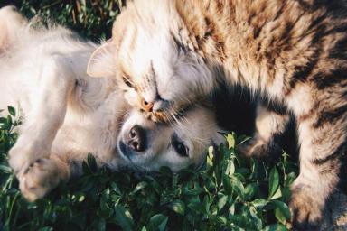 Как подготовить собак и кошек к летнему сезону: советы опытных ветеринаров