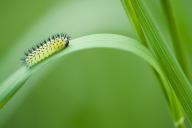 Ученые утверждают, что люди начнут есть личинок