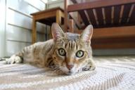 Как содержать дом в чистоте, если у вас живет домашний питомец