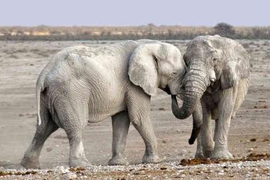 Три человека погибли в результате нападения диких слонов