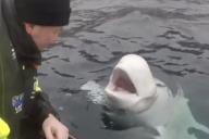 Заподозренная в шпионаже белуха из Петербурга отказалась уплывать из Норвегии