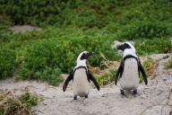 Ученые рассказали о гомосексуализме среди животных