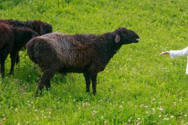 В Беларуси утвердили план по развитию овцеводства: вложат миллионы 