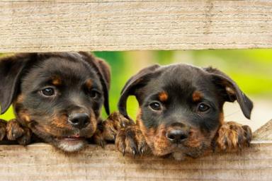 Как позаботиться о глазах собаки: советы опытных ветеринаров
