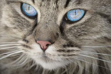 Специалисты назвали 5 заболеваний, излечиваемых кошками