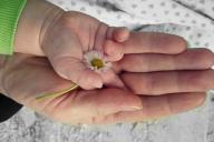 Умственные способности ребенка достаются ему от матери