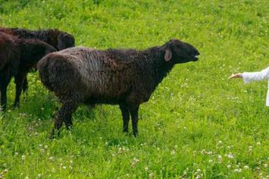В Верхнедвинском районе у пенсионера украли овцу