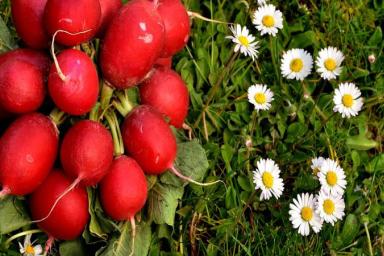 Выращивание редиса: 7 секретов небывалого урожая