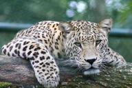 Леопард растерзал мужчину