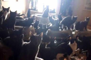 «Доносился такой запах, как будто в доме кто-то умер»: из квартиры спасли более 300 кошек