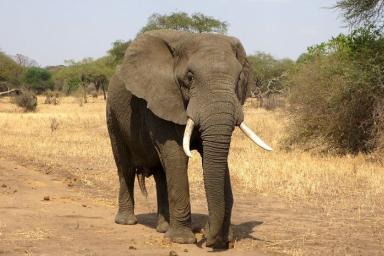 ЧП в армии: военнослужащего убил слон