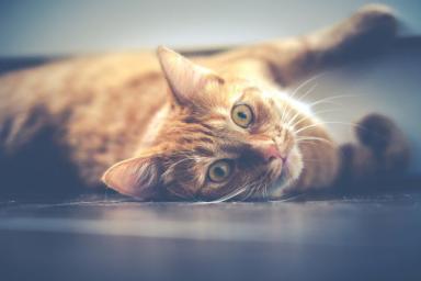Ученые считают домашнюю еду опасной для кошек
